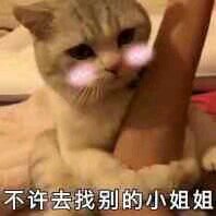 微信超可爱喵星人群聊斗图表情包