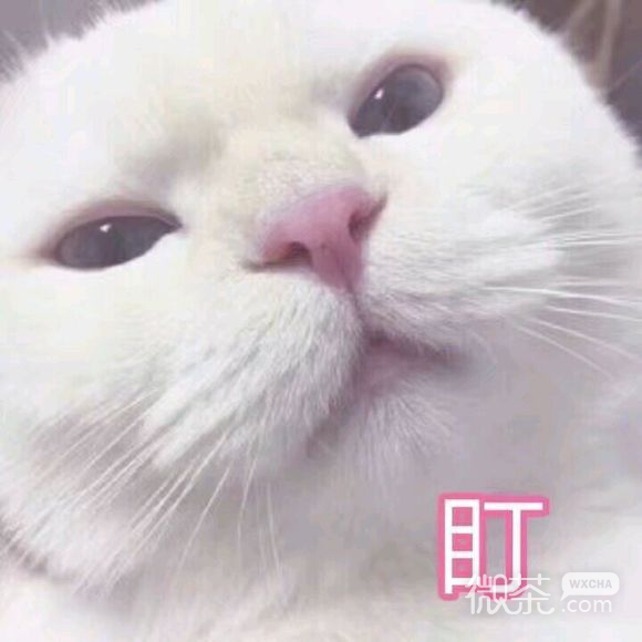 微信超可爱喵星人群聊斗图表情包