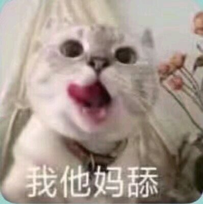微信超可爱喵星人群聊斗图表情包