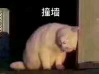 微信超可爱喵星人群聊斗图表情包