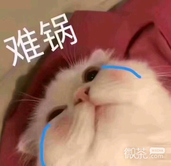 微信超可爱喵星人群聊斗图表情包