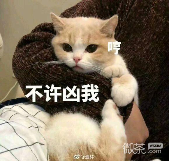 微信超可爱喵星人群聊斗图表情包