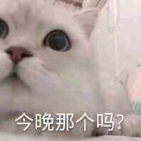 微信超可爱喵星人群聊斗图表情包