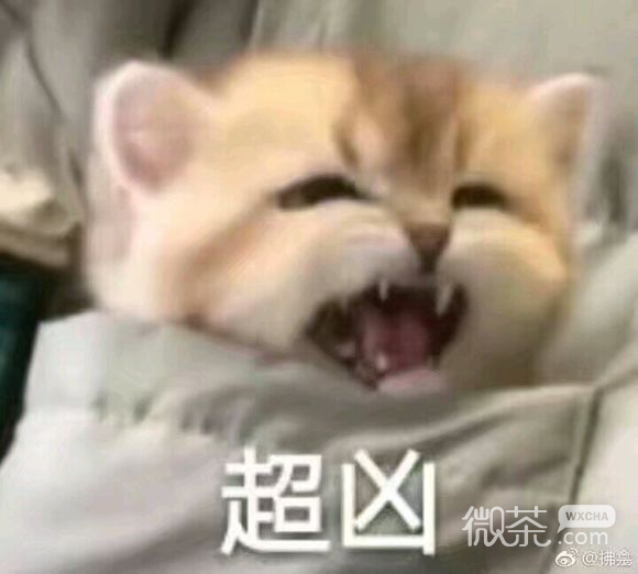 微信超可爱喵星人群聊斗图表情包