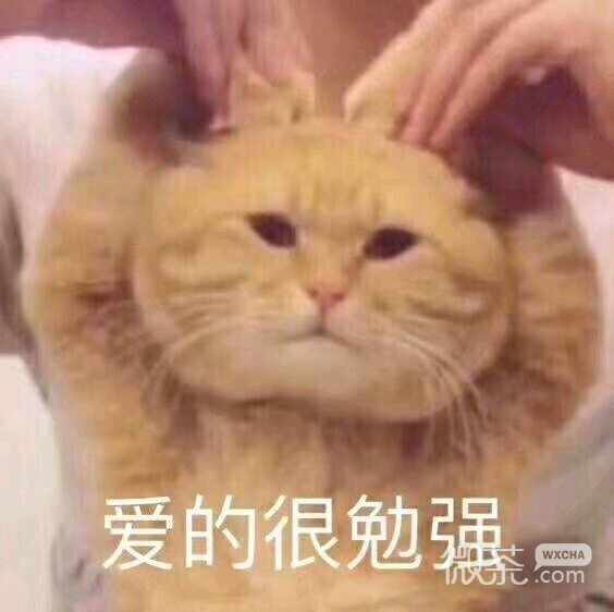 微信超可爱喵星人群聊斗图表情包