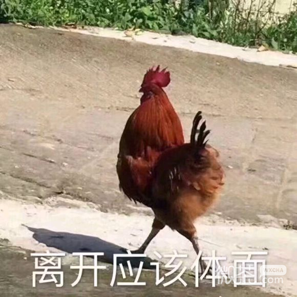 微信恶搞群聊斗图表情包精选
