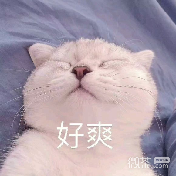 微信超可爱喵星人群聊斗图表情包