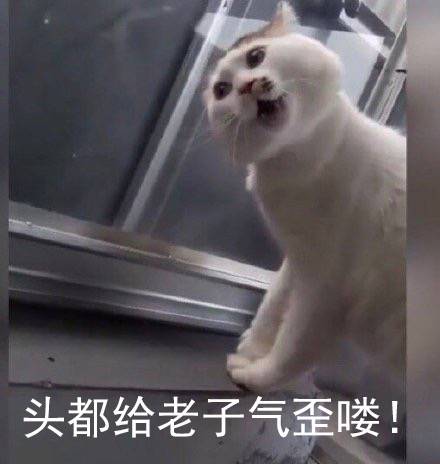 萌宠喵星人微信恶搞表情包