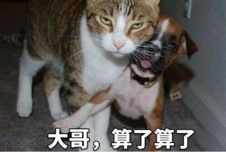喵星人微信表情包
