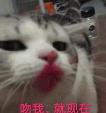微信爆笑喵星人表情包