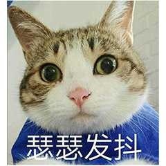 萌宠喵星人微信恶搞表情包