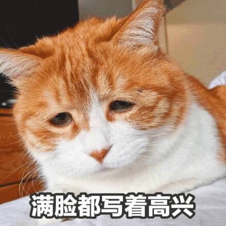 喵星人微信表情包