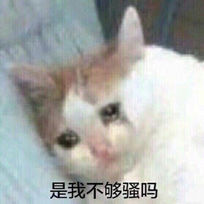 动态喵星人微信表情包