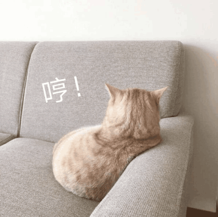 动态喵星人微信表情包