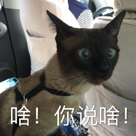 动态喵星人微信表情包