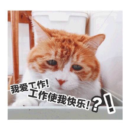 喵星人微信表情包