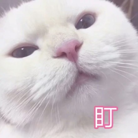 微信爆笑喵星人表情包