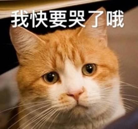 喵星人微信表情包