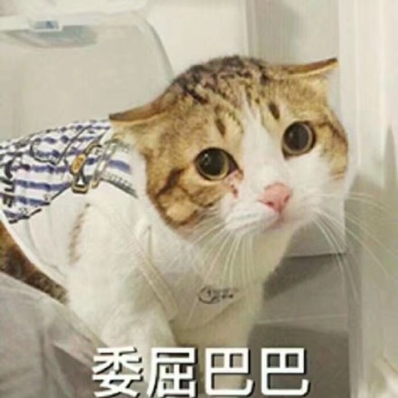 动态喵星人微信表情包