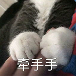 动态喵星人微信表情包