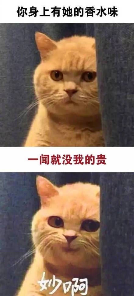 微信爆笑喵星人表情包