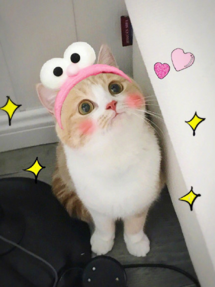 萌宠喵星人微信恶搞表情包