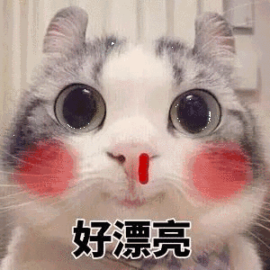 爆笑动态喵星人微信表情包