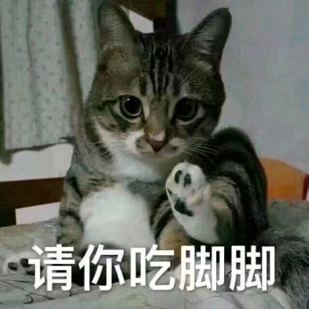 萌宠喵星人微信恶搞表情包