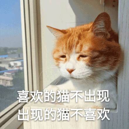 喵星人微信表情包