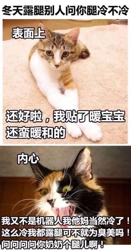 爆笑动态喵星人微信表情包