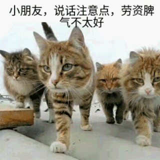 萌宠喵星人微信恶搞表情包