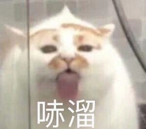 萌宠喵星人微信恶搞表情包