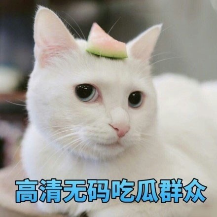 微信爆笑喵星人表情包