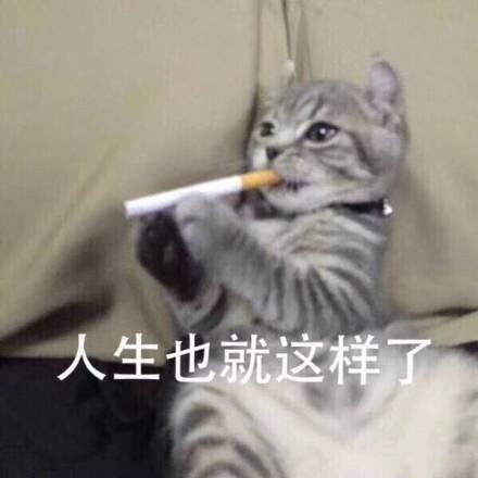 微信爆笑喵星人表情包