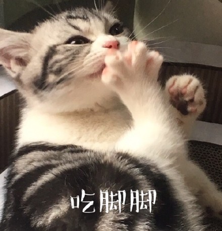 喵星人微信表情包