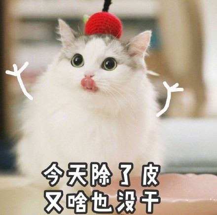 微信爆笑喵星人表情包