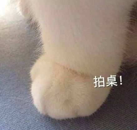 动态喵星人微信表情包