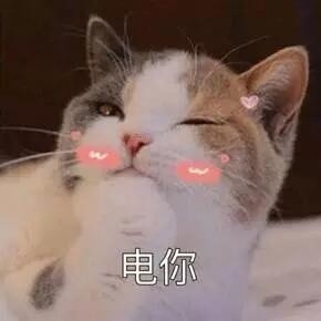 爆笑动态喵星人微信表情包