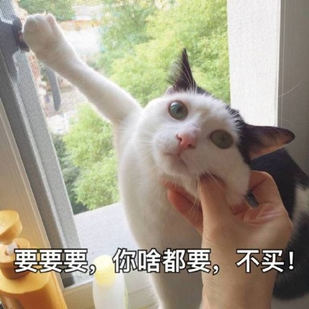 喵星人微信表情包