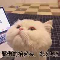 萌宠喵星人微信恶搞表情包