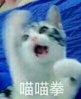 动态喵星人微信表情包