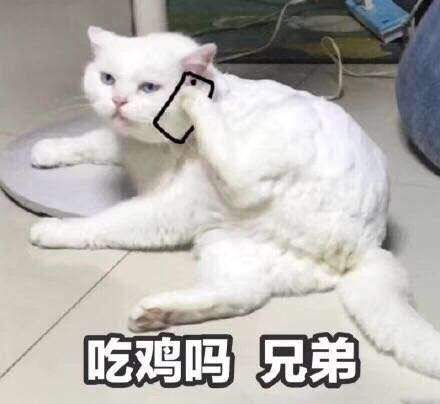 萌宠喵星人微信恶搞表情包