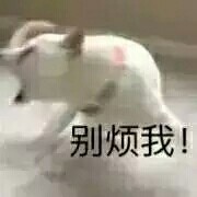 恶搞宠物斗图微信表情包