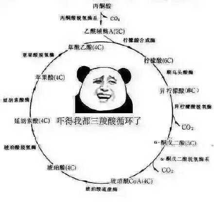 微信爆笑熊猫头群聊撕逼斗图表情包