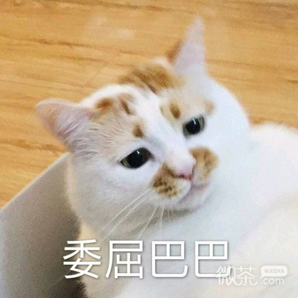 微信超可爱蠢萌喵星人表情包