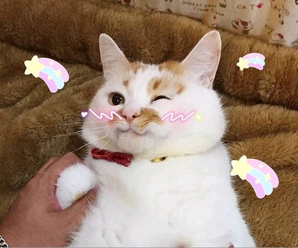 微信搞笑喵星人表情包