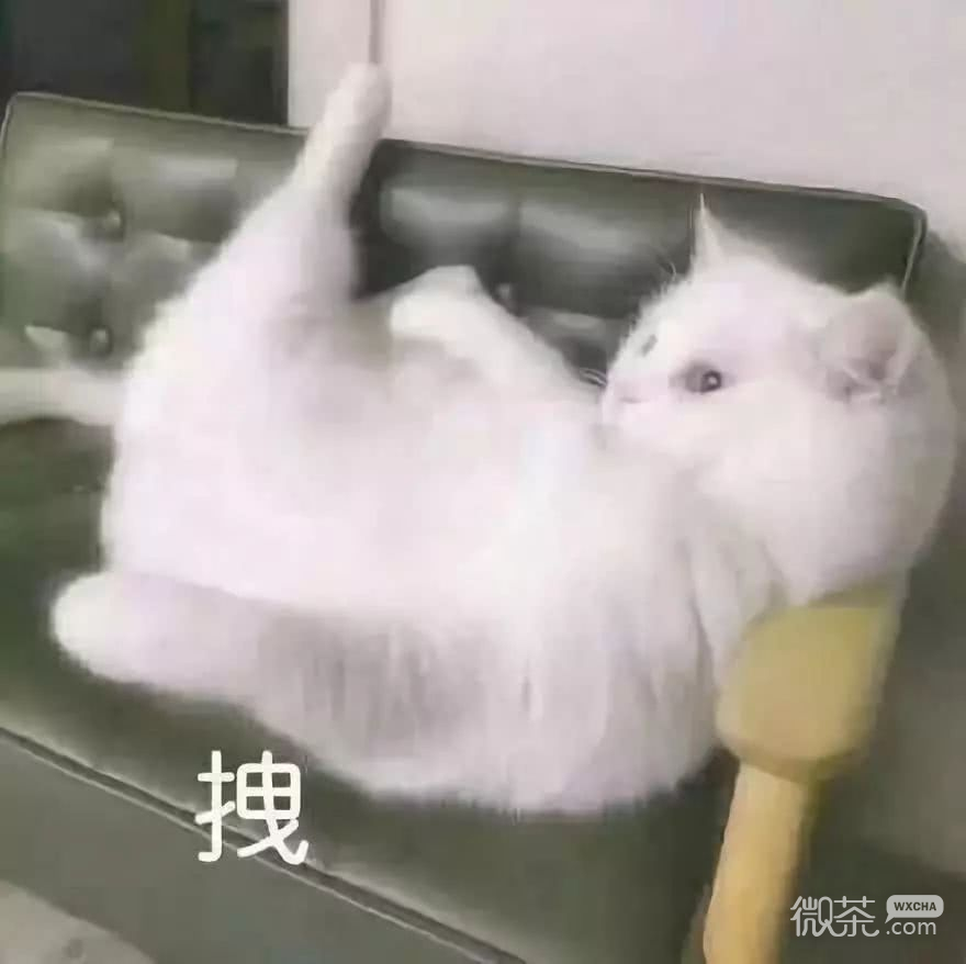 微信恶搞喵星人撕逼群聊斗图表情包