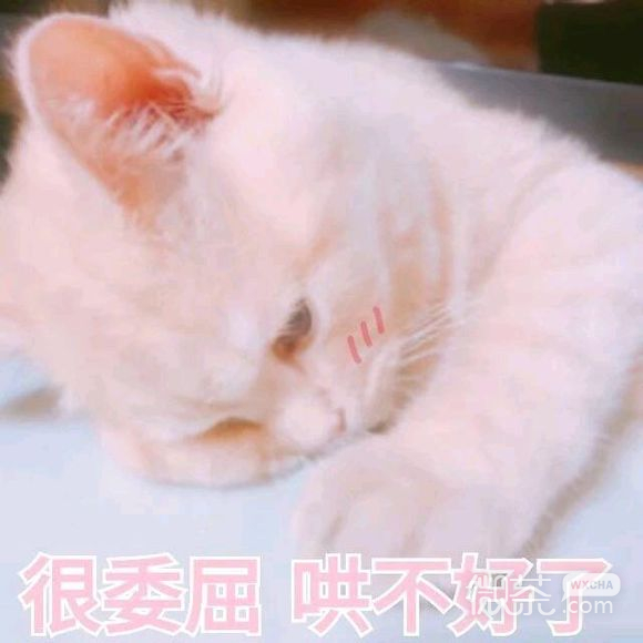 微信超可爱蠢萌喵星人表情包