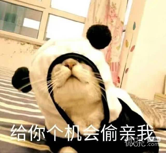 微信恶搞喵星人撕逼群聊斗图表情包