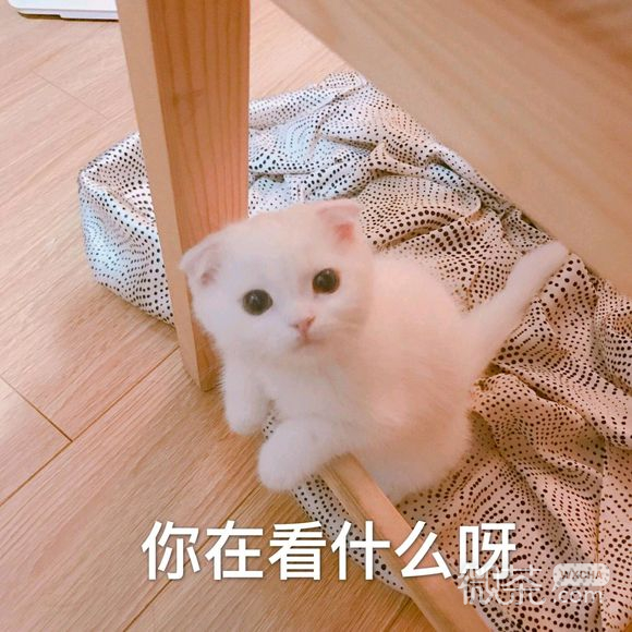 微信超可爱蠢萌喵星人表情包